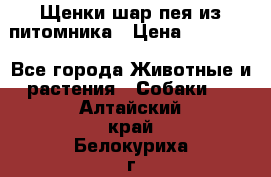 Щенки шар-пея из питомника › Цена ­ 15 000 - Все города Животные и растения » Собаки   . Алтайский край,Белокуриха г.